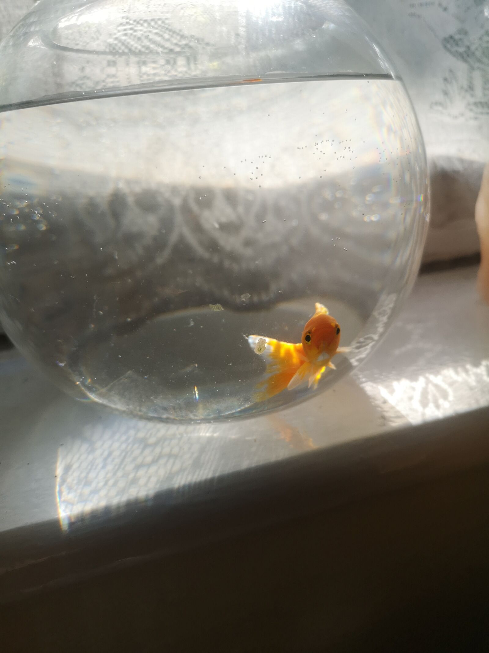 HUAWEI CLT-L09 sample photo. Water, fish, goldfish photography