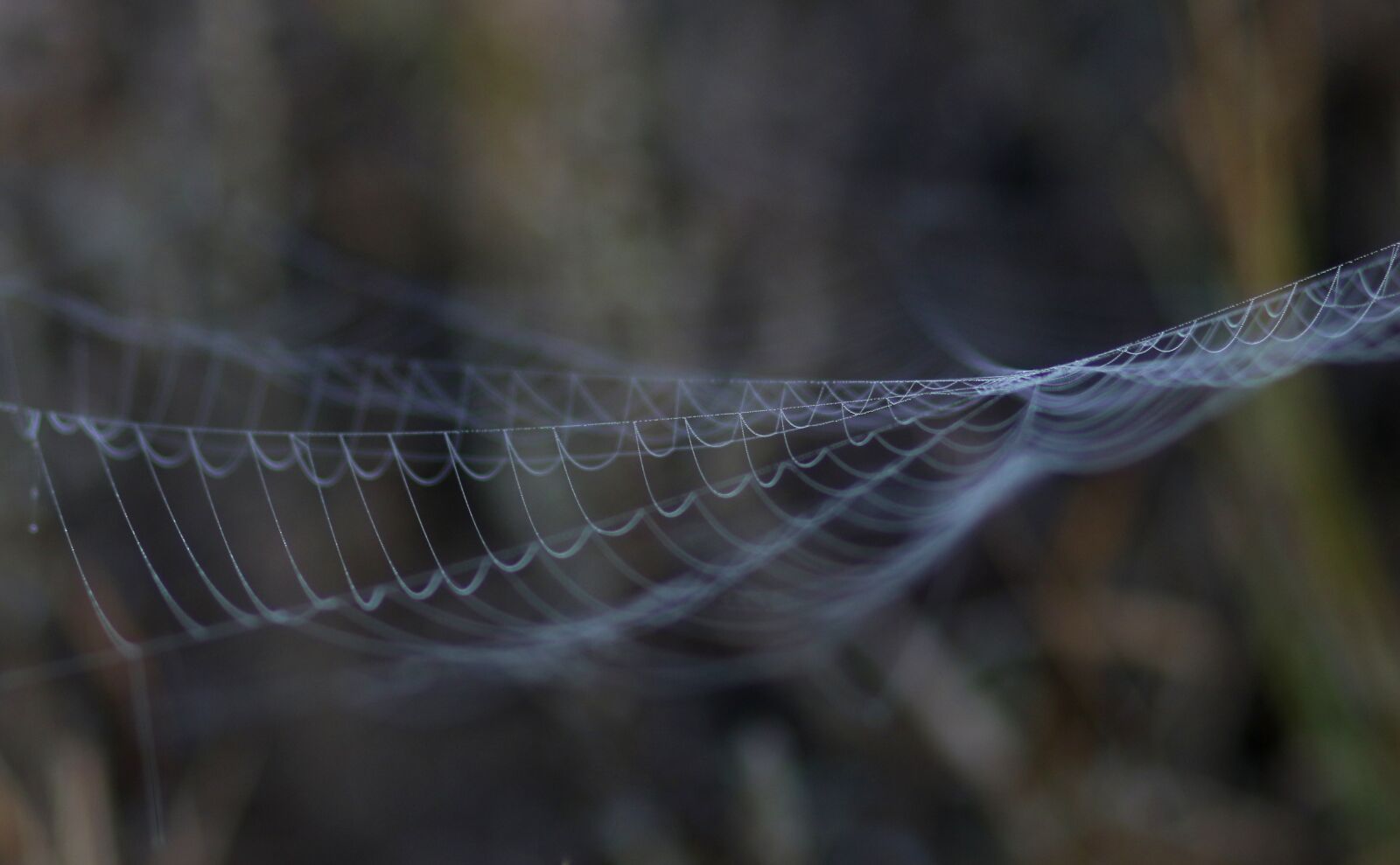 Canon EF 85mm F1.8 USM sample photo. Spider web, drops, dew photography