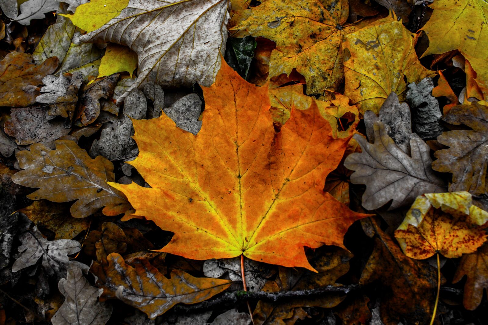 Canon EF-S 24mm F2.8 STM sample photo. Leaves, leaf, autumn photography