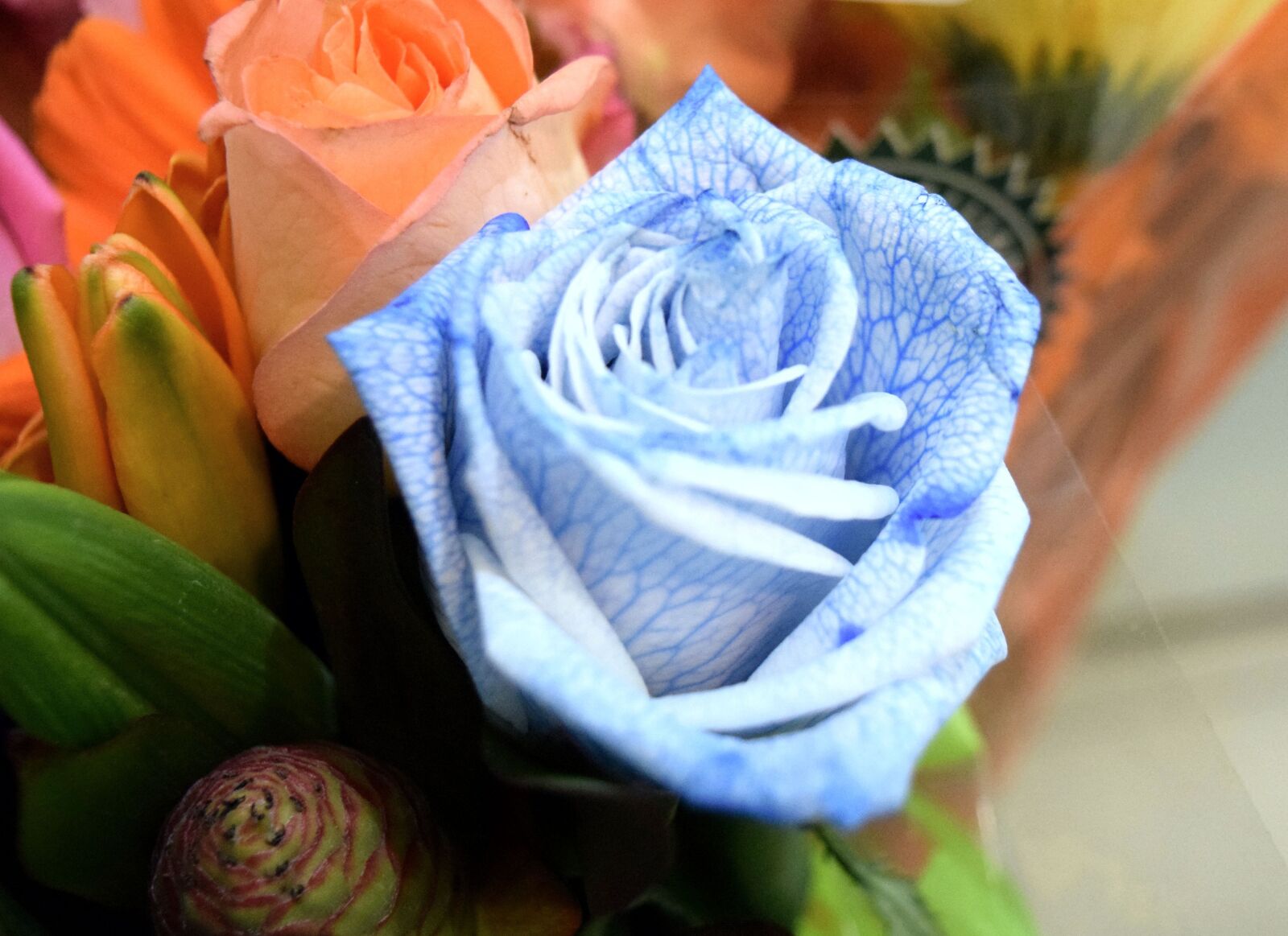 Nikon D3300 sample photo. Rosa, flower, nature photography