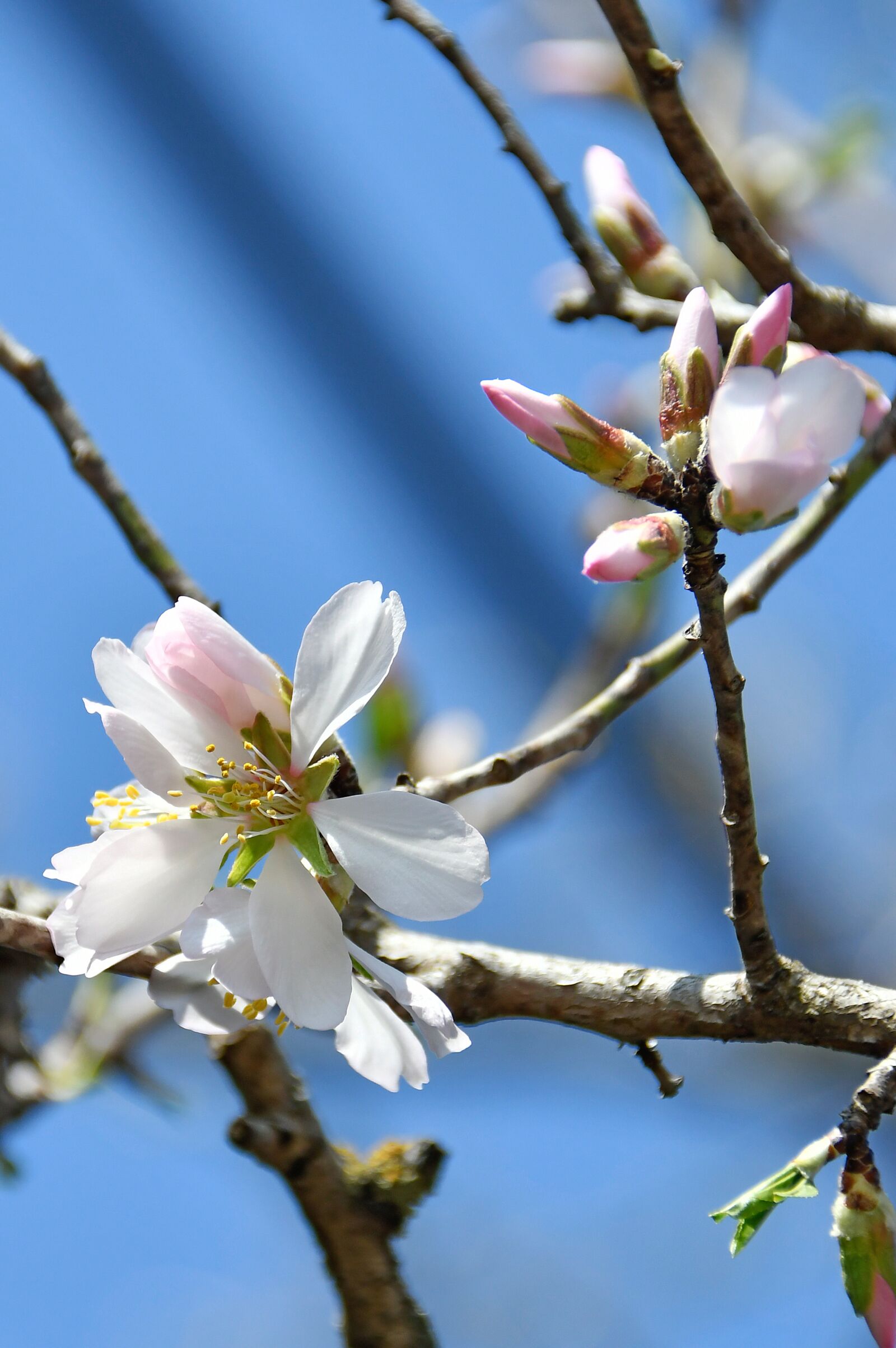 Nikon D3200 sample photo. Spring, apple flower, bloom photography