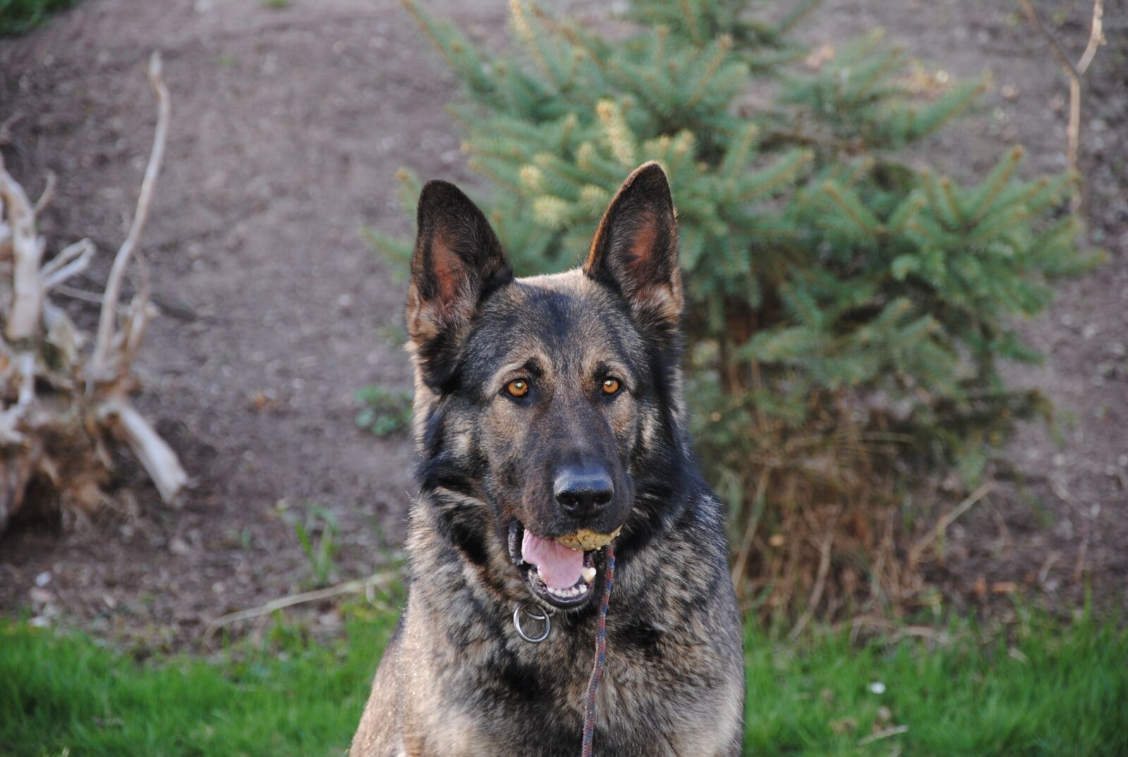 Nikon D3000 sample photo. Sch fer dog, animal photography