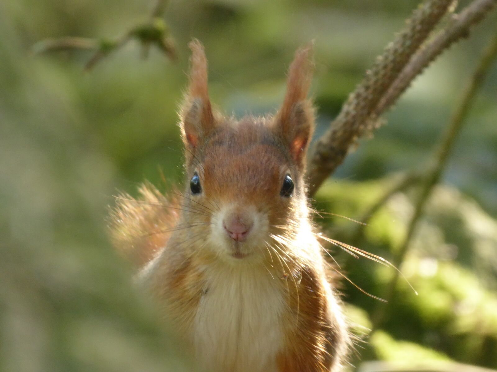 Panasonic Lumix DMC-ZS50 (Lumix DMC-TZ70) sample photo. Squirrel, red squirrel, face photography