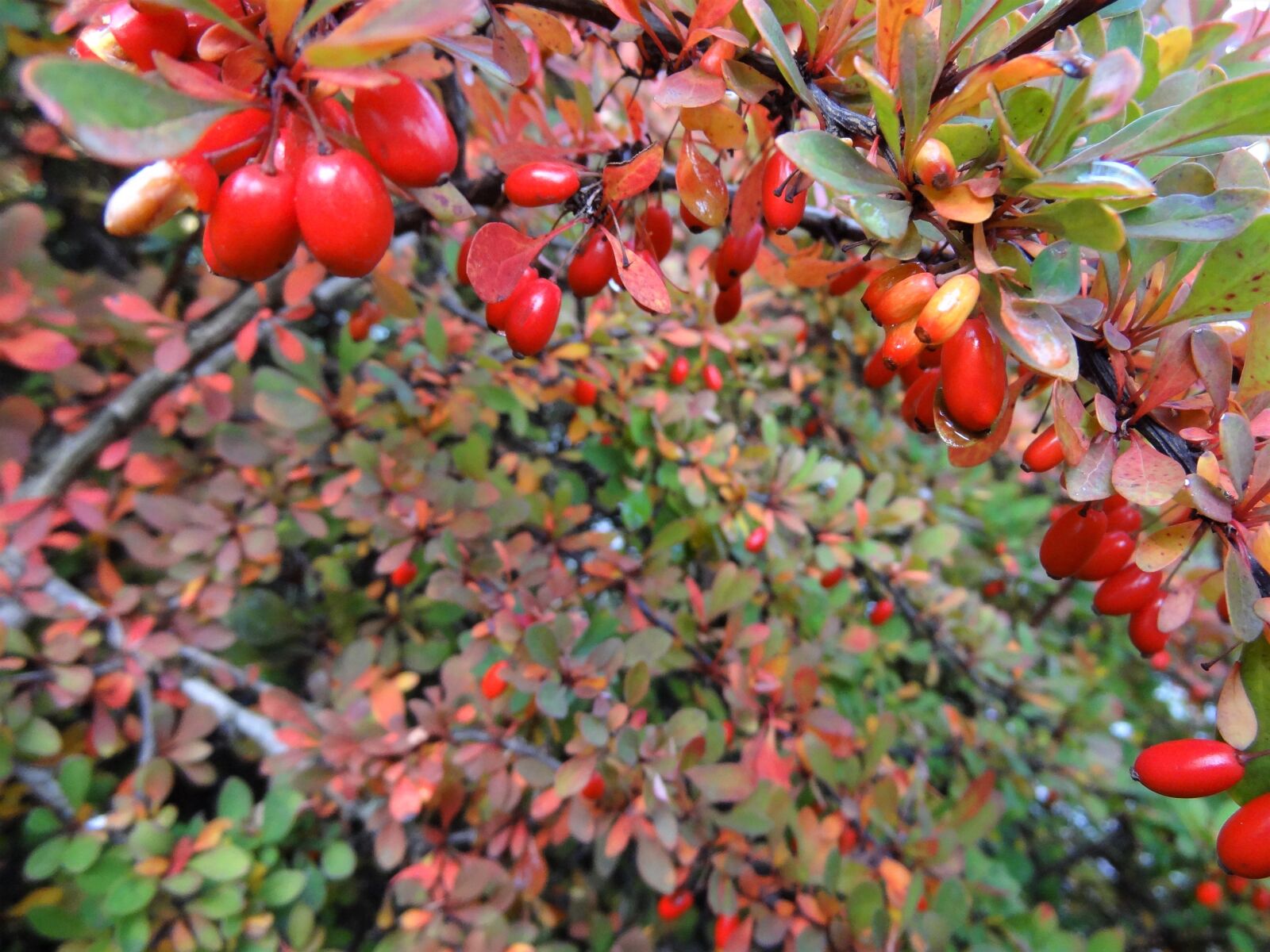 Sony Cyber-shot DSC-HX9V sample photo. Autumn, autumn mood, detail photography