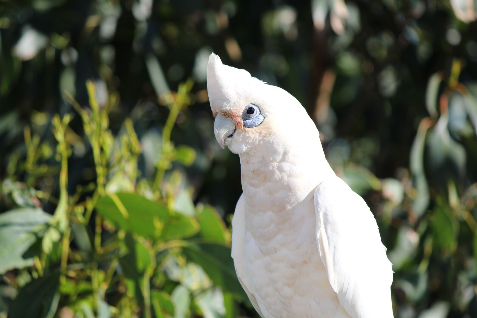 Canon EOS 550D (EOS Rebel T2i / EOS Kiss X4) sample photo. Parrot, white cockatoo, bird photography