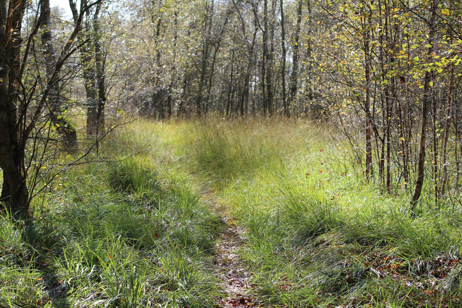 Canon EOS 600D (Rebel EOS T3i / EOS Kiss X5) + Canon EF 50mm F1.4 USM sample photo. Forest path, glade, forest photography