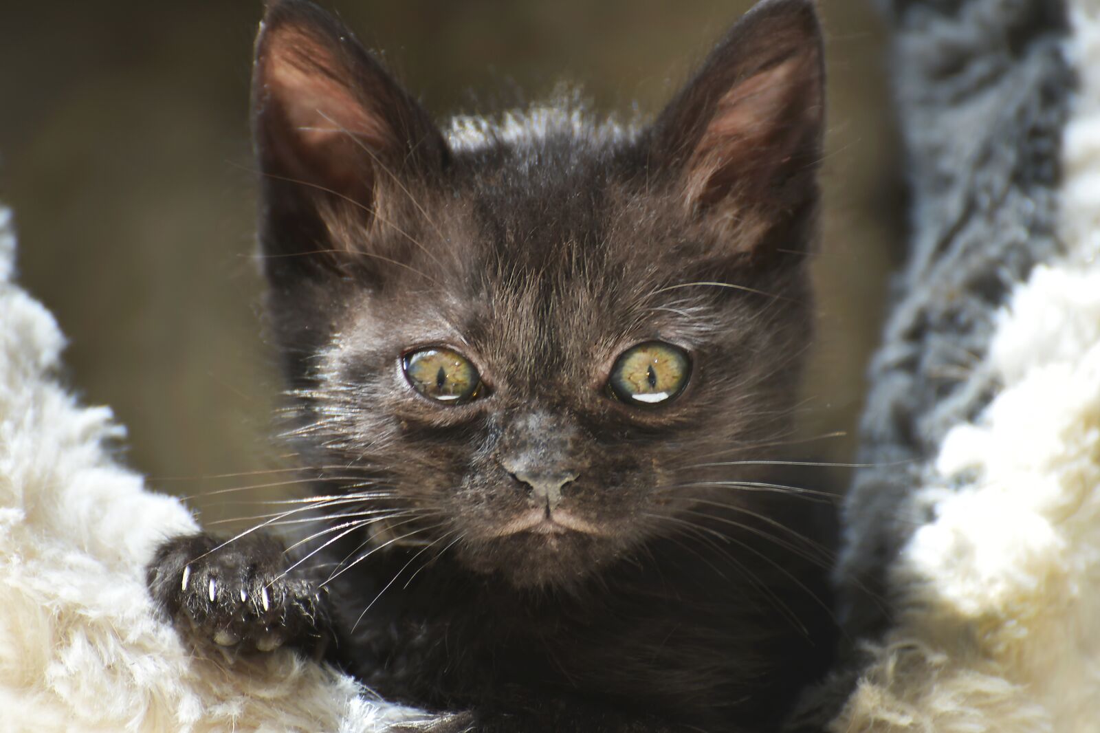 Nikon D750 sample photo. Cat, cute, portrait photography