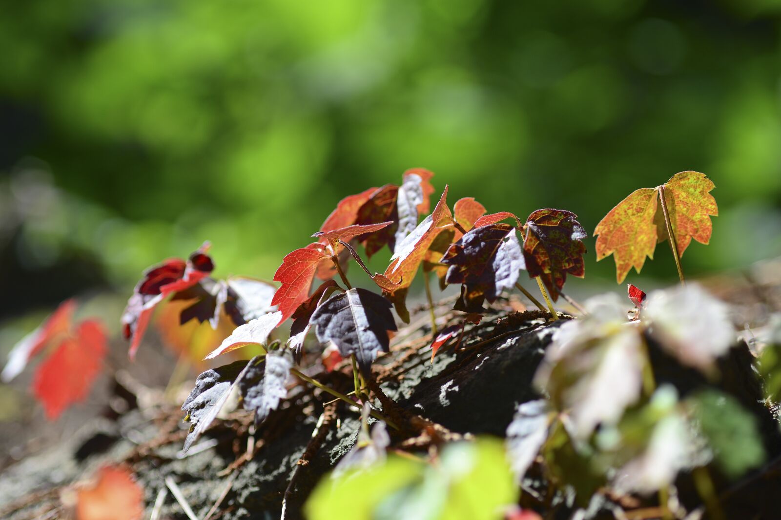 Nikon D800 sample photo. Autumn, leaves, nature photography