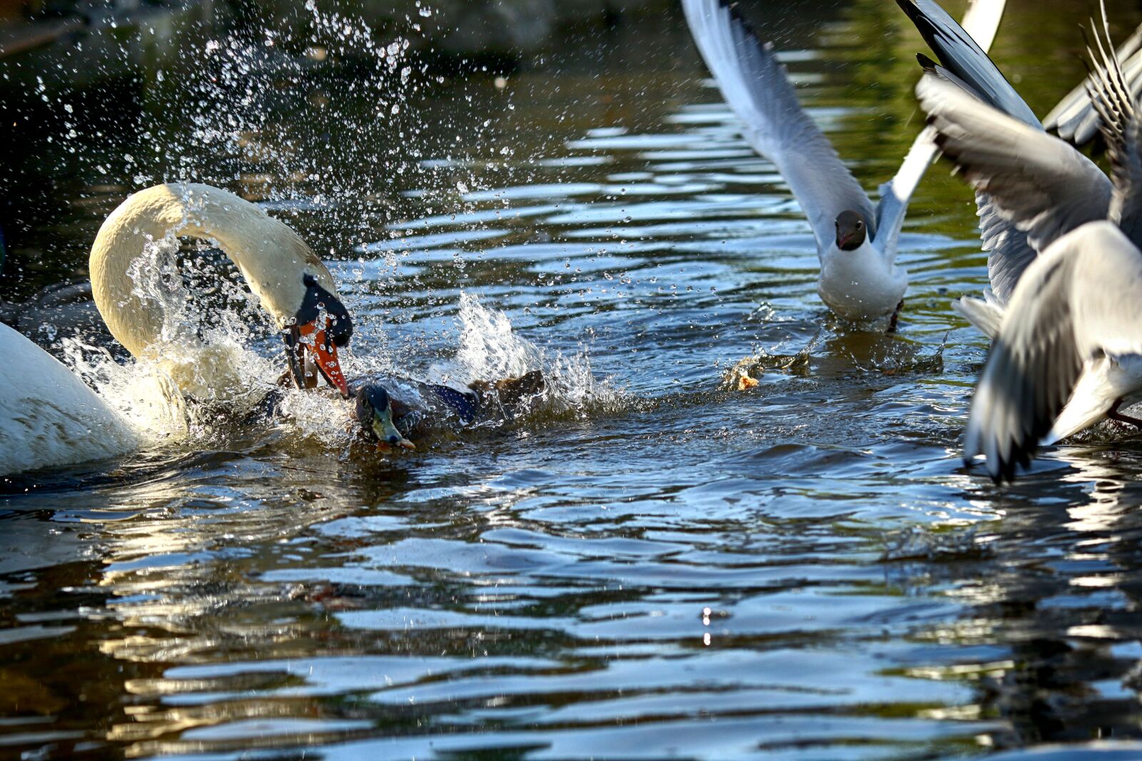 Canon EOS 7D Mark II + Canon EF 135mm F2L USM sample photo. Swan, lake, nature photography