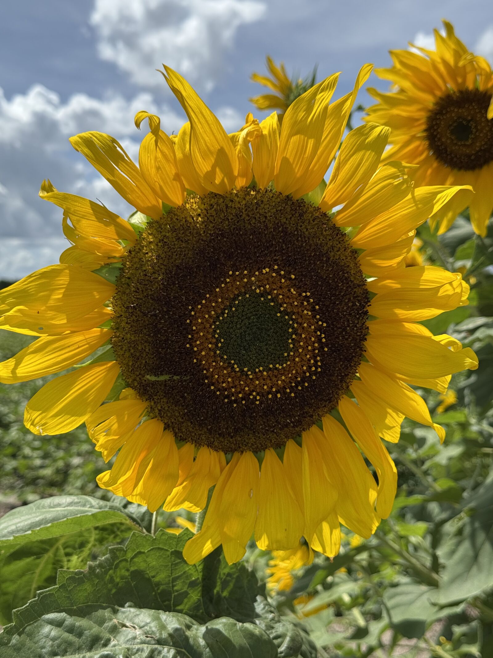 Apple iPhone 15 Pro Max sample photo