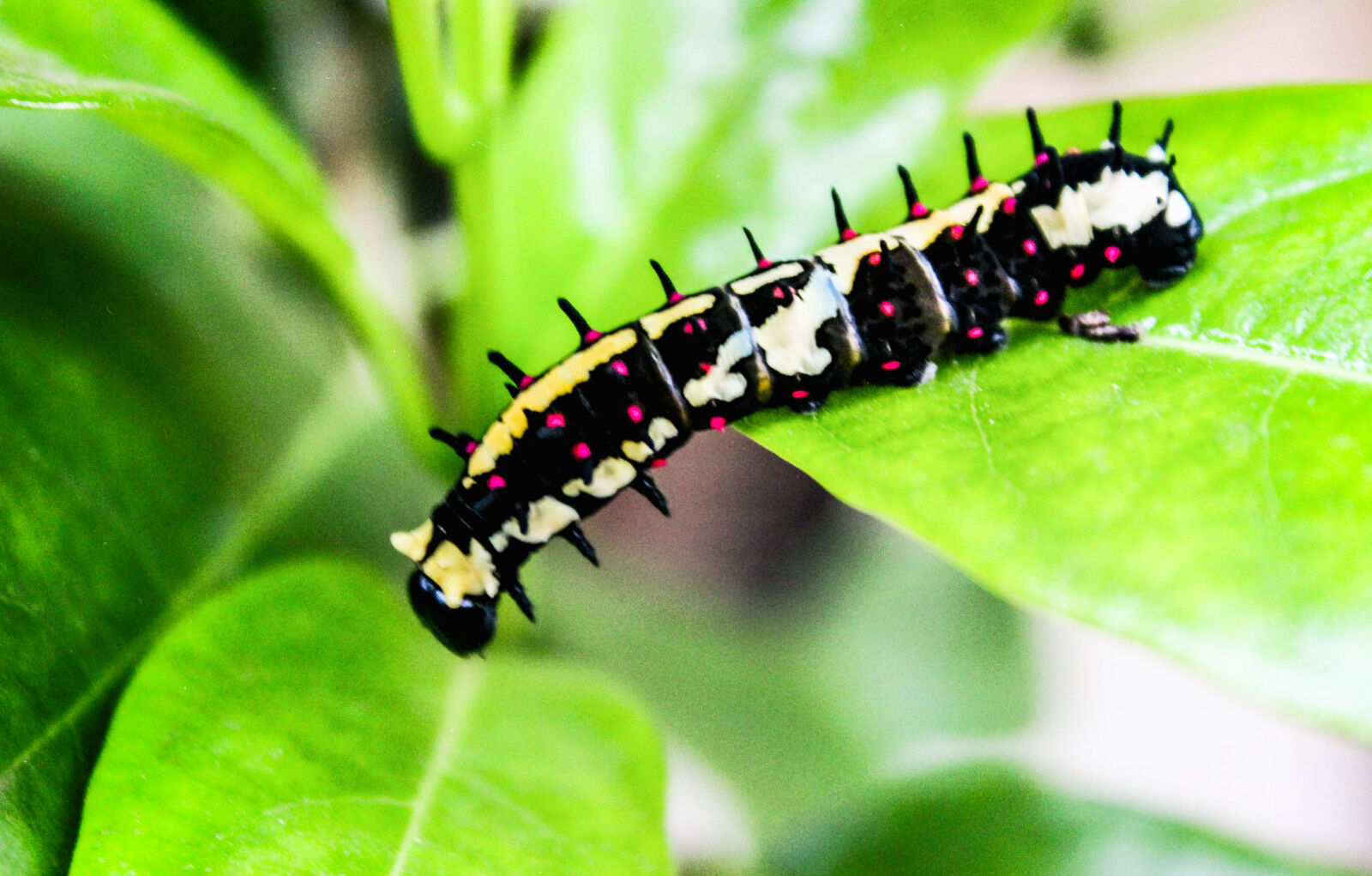 Canon EOS 1300D (EOS Rebel T6 / EOS Kiss X80) sample photo. Biology, butterfly, caterpillar, close photography