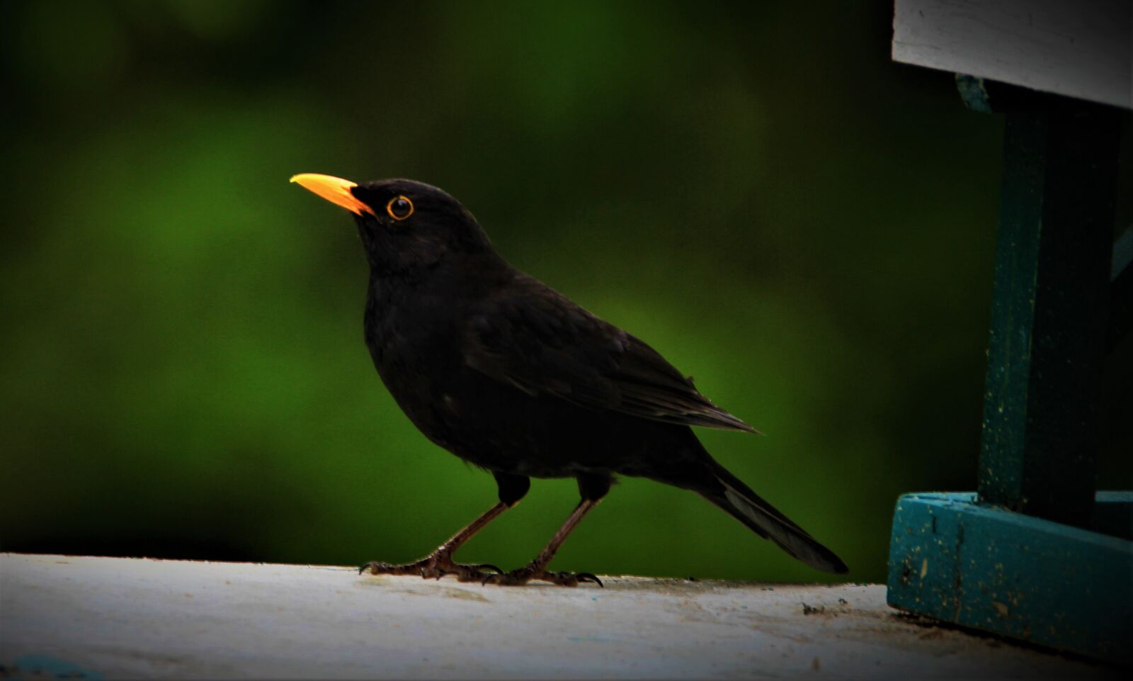 Tamron SP 150-600mm F5-6.3 Di VC USD sample photo. Blackbird, bird, songbird photography