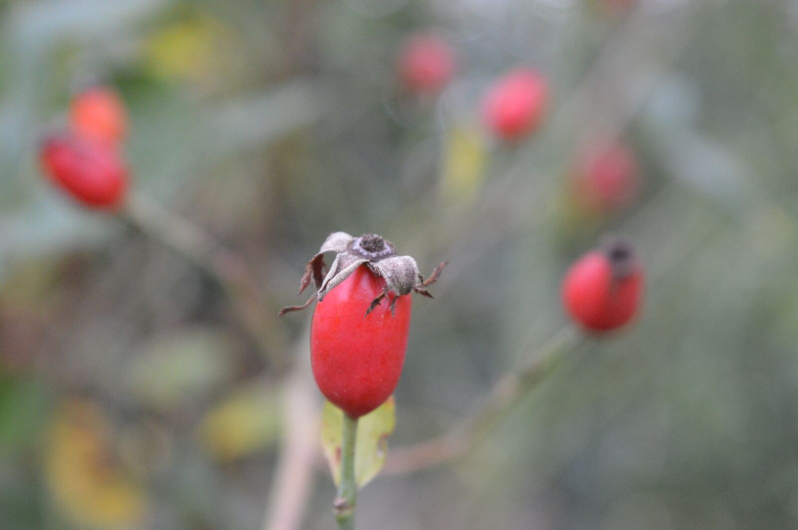Nikon D3200 sample photo. Rose hip, nature, autumn photography