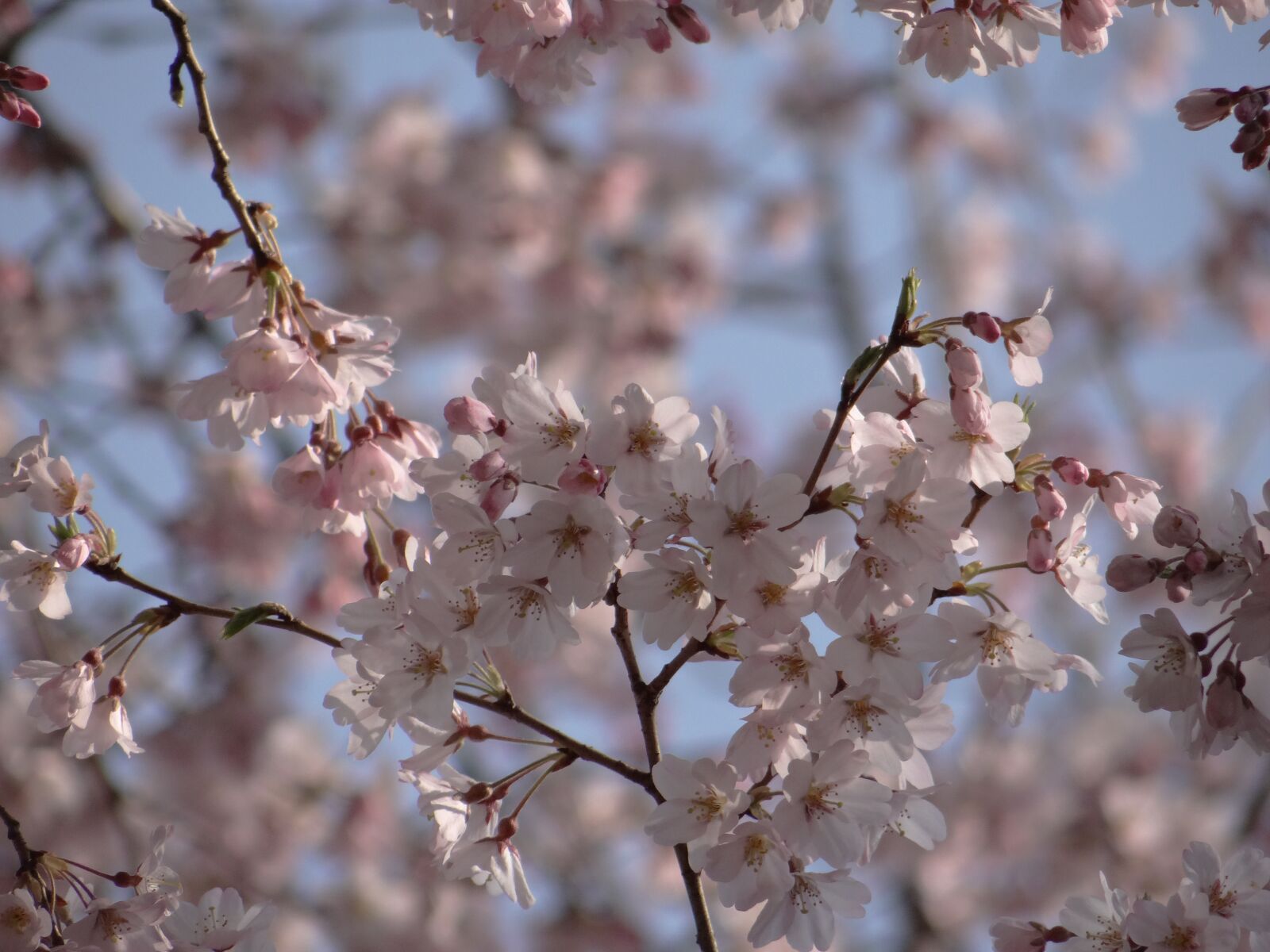 Sony DSC-HX200V sample photo. Cherry trees, bloom, japan photography