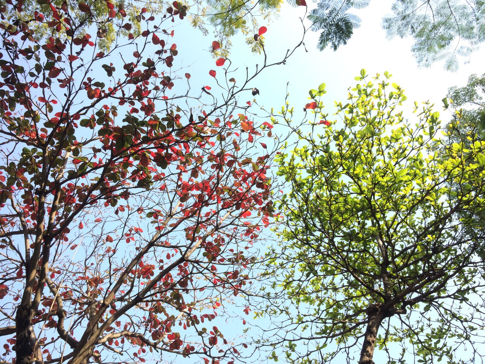 iPhone 5s back camera 4.15mm f/2.2 sample photo. Red, and, green, tree photography