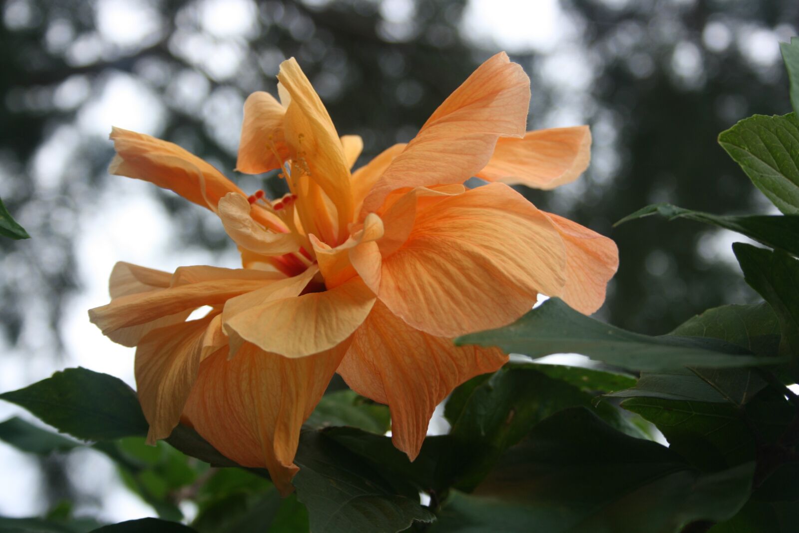 Canon EOS 400D (EOS Digital Rebel XTi / EOS Kiss Digital X) sample photo. Tropical, flower, blossom photography