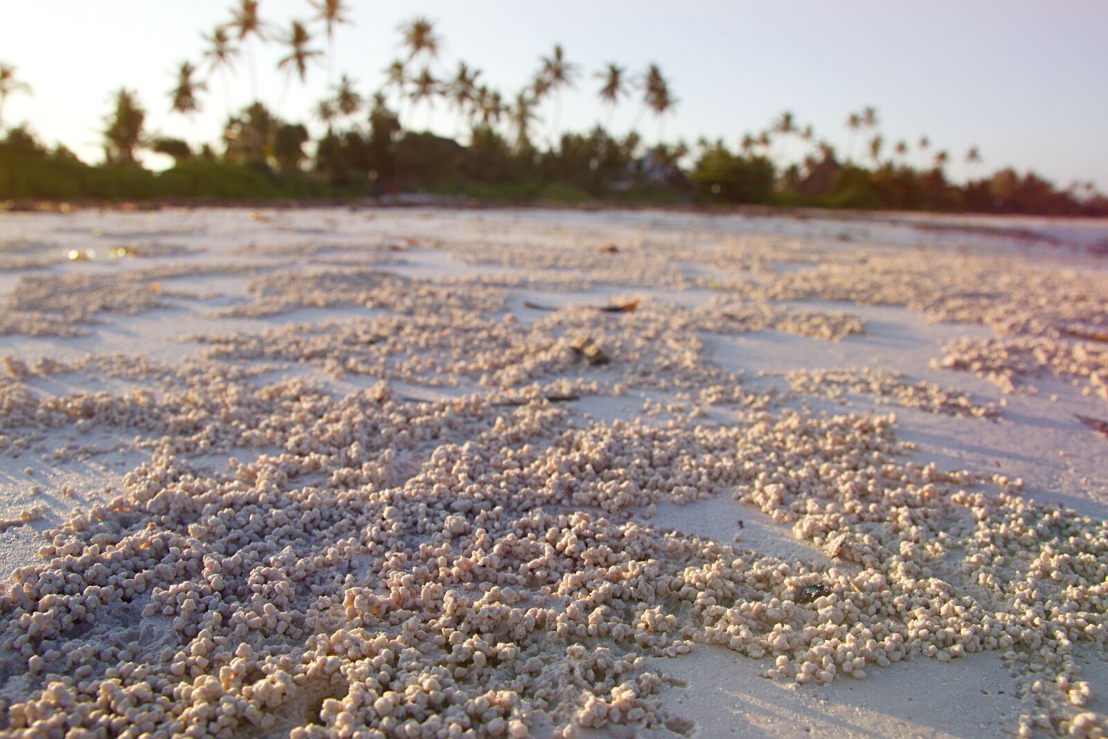Canon EOS 600D (Rebel EOS T3i / EOS Kiss X5) sample photo. Tanzania, zanzibar, africa photography