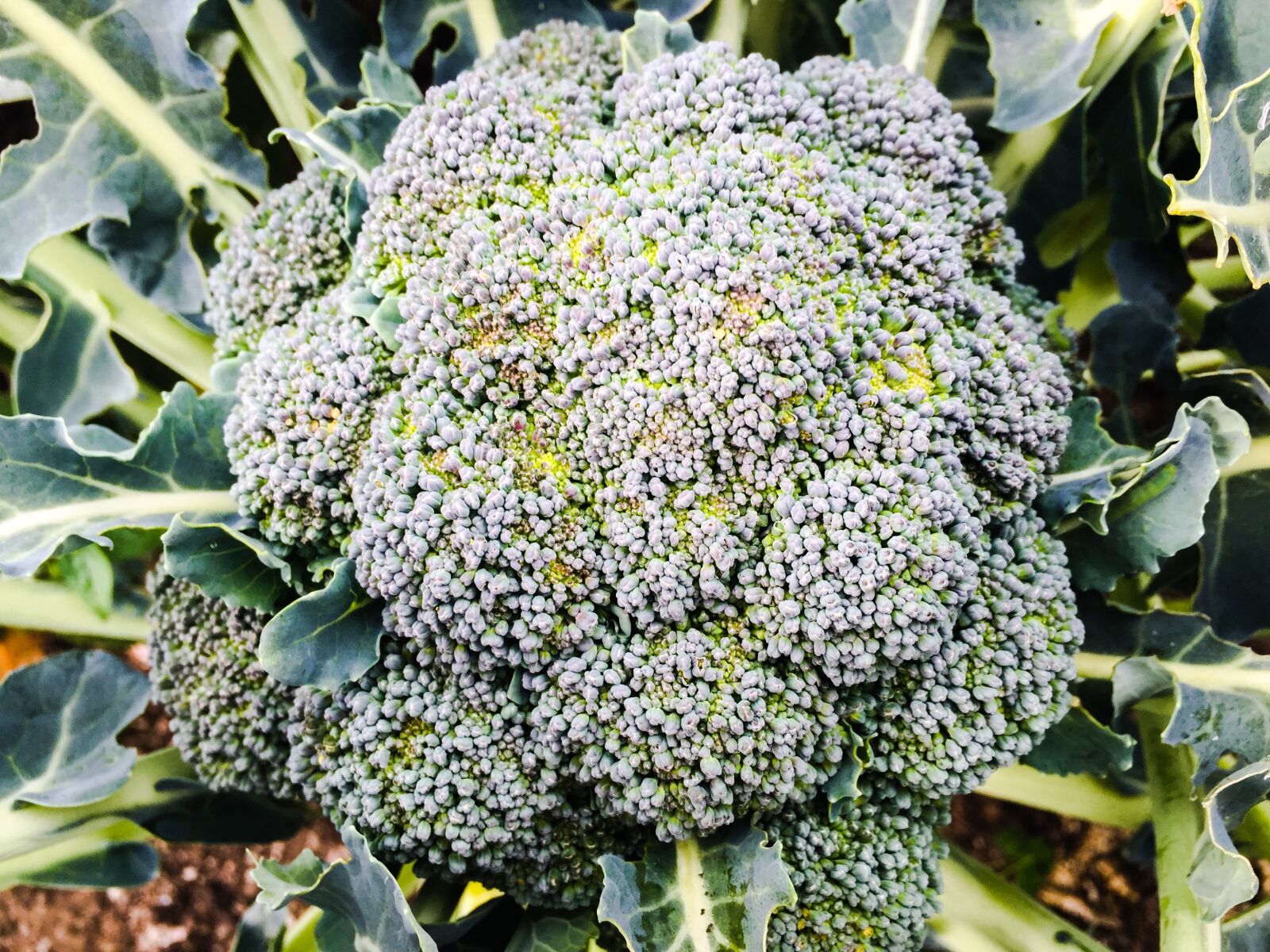 Apple iPhone 6 sample photo. Broccoli, vegetables, garden photography