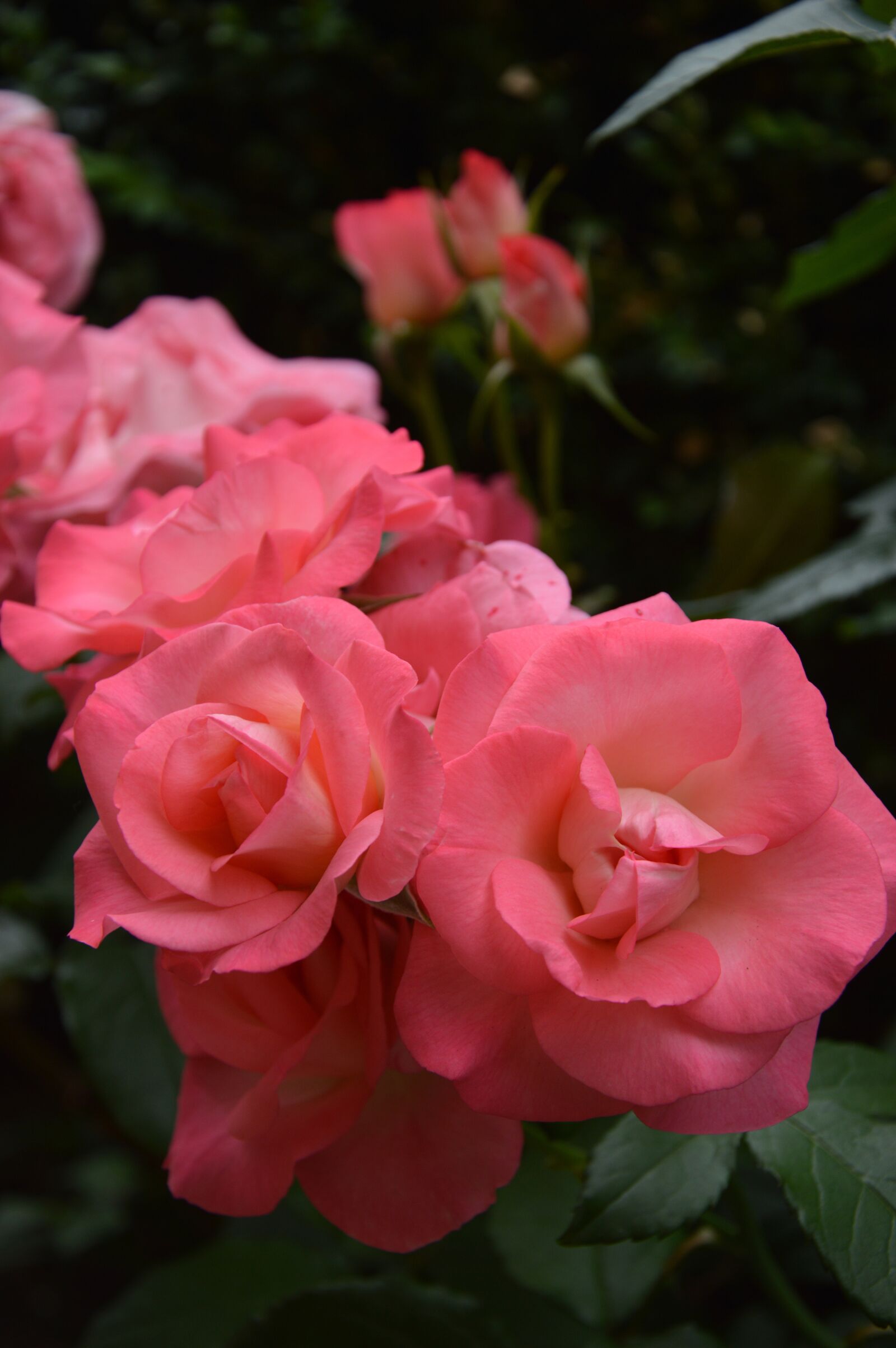 Nikon D3200 sample photo. Roses, flowers, plant photography