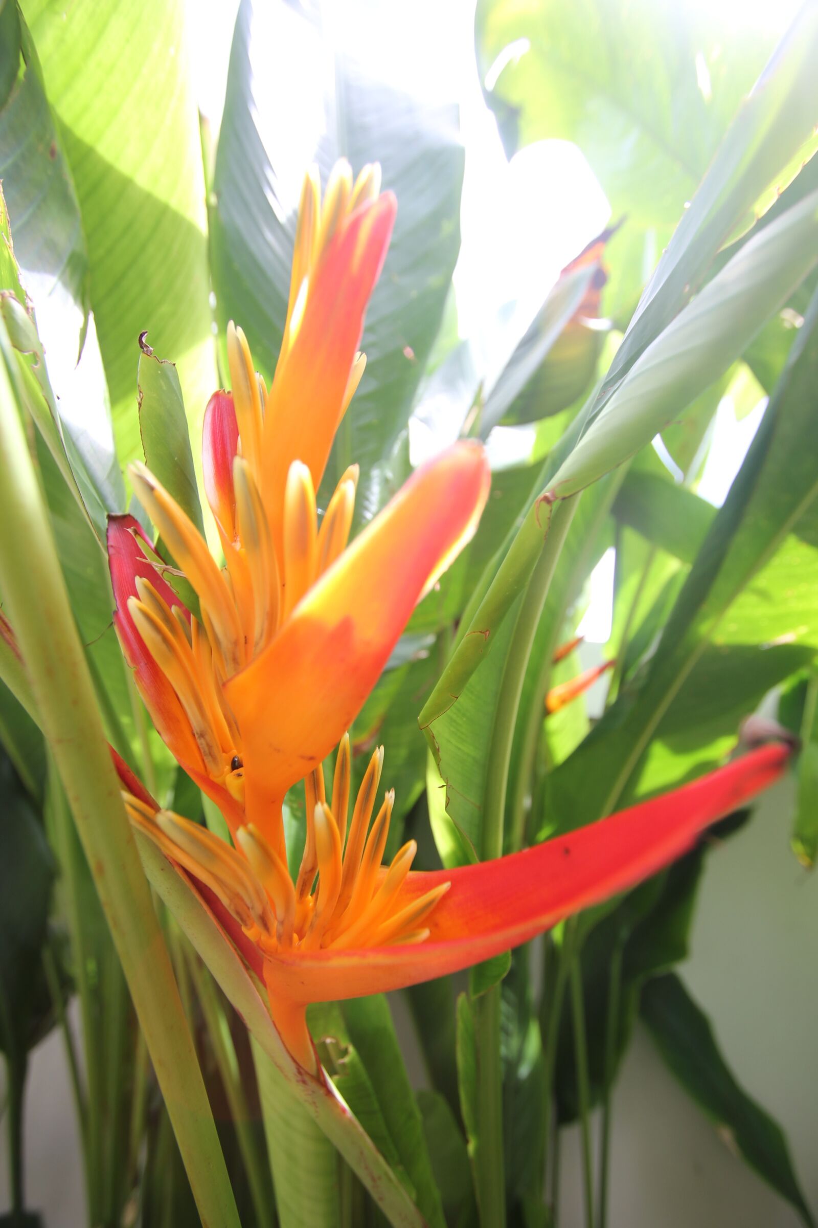 Canon EOS 550D (EOS Rebel T2i / EOS Kiss X4) sample photo. Flower, phuket, thailand photography