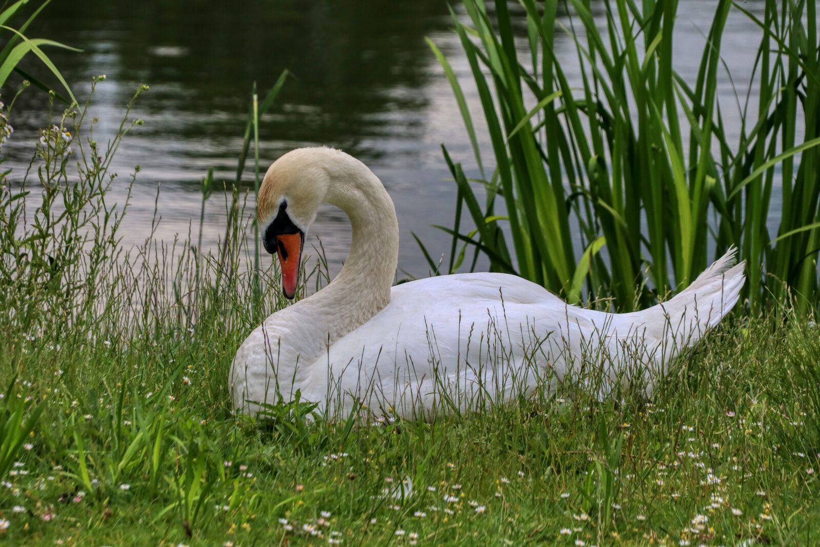 Canon EOS 80D sample photo. Swan, animal, bird photography