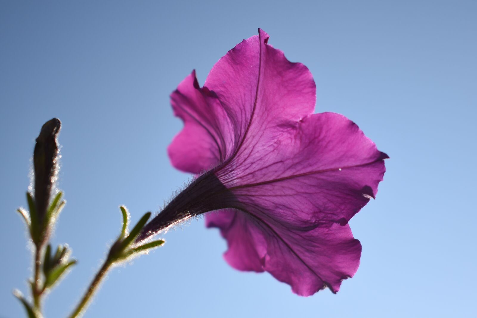 Nikon D5500 sample photo. Petunia, flower, purple photography