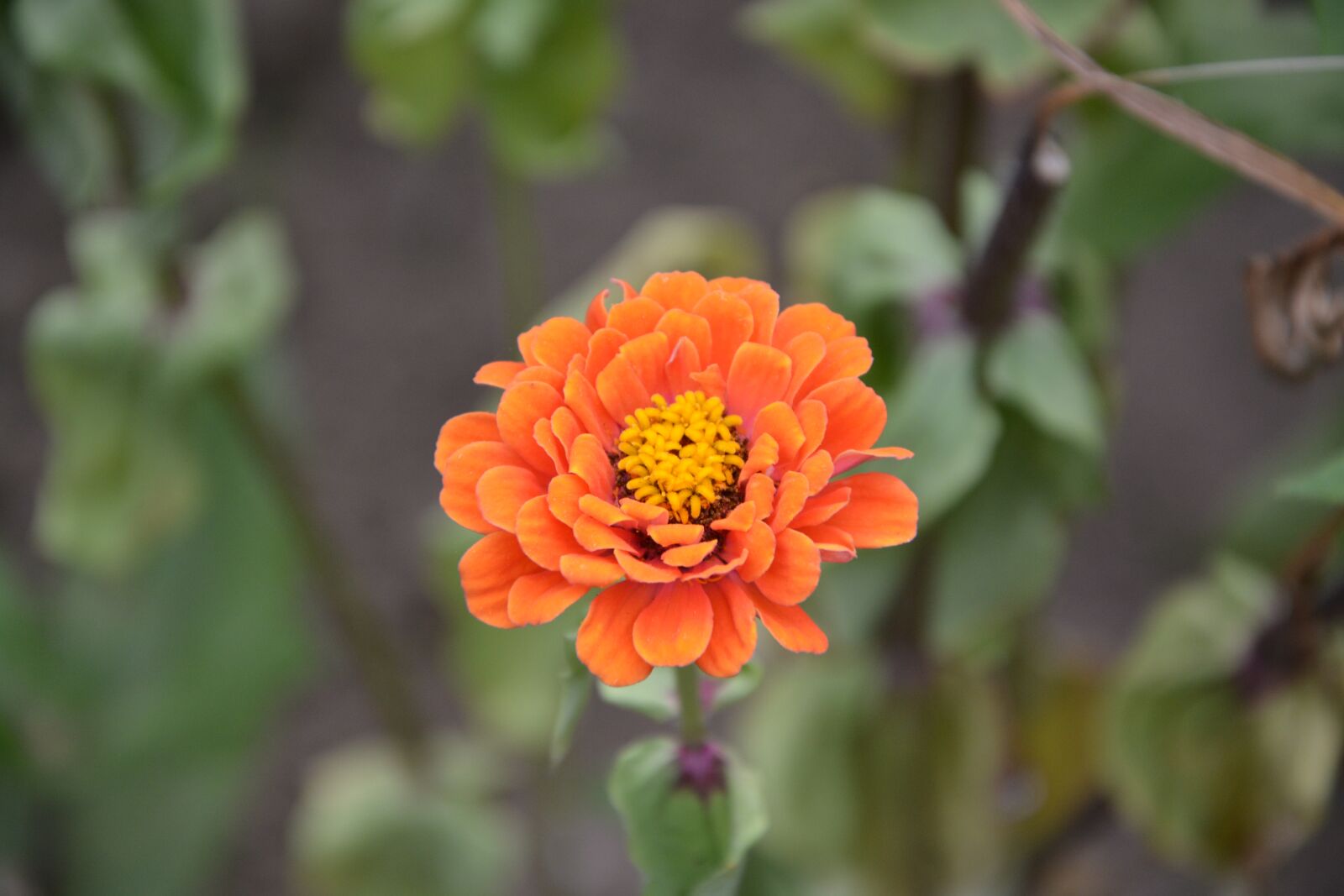 Nikon D5200 sample photo. Flowers, garden, massif photography