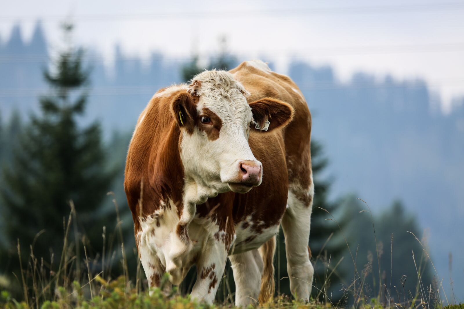 Canon EF 100-400mm F4.5-5.6L IS USM sample photo. Cow, alm, simmental cattle photography