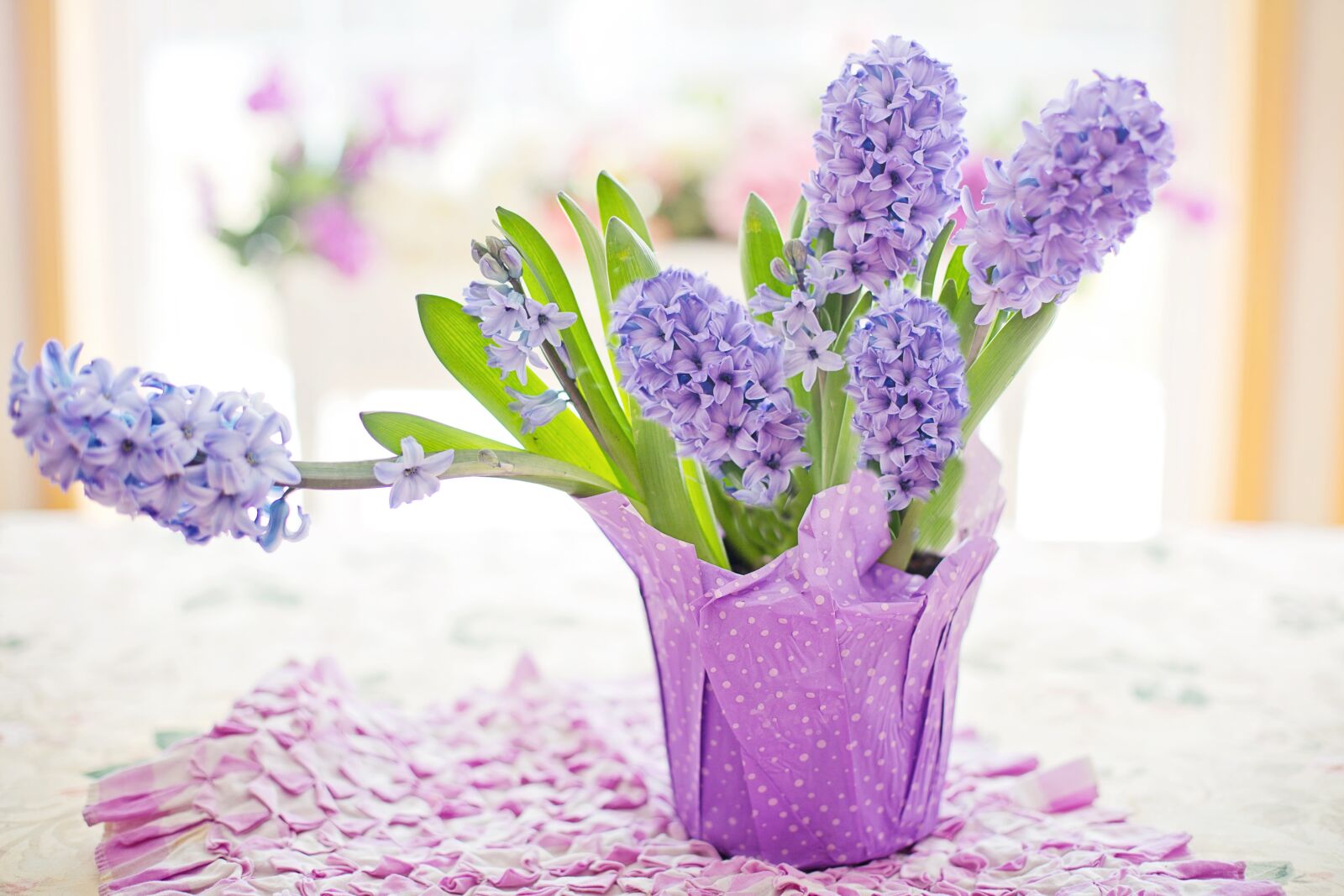 Canon EF 50mm F1.4 USM sample photo. Hyacinth, purple, pastel photography