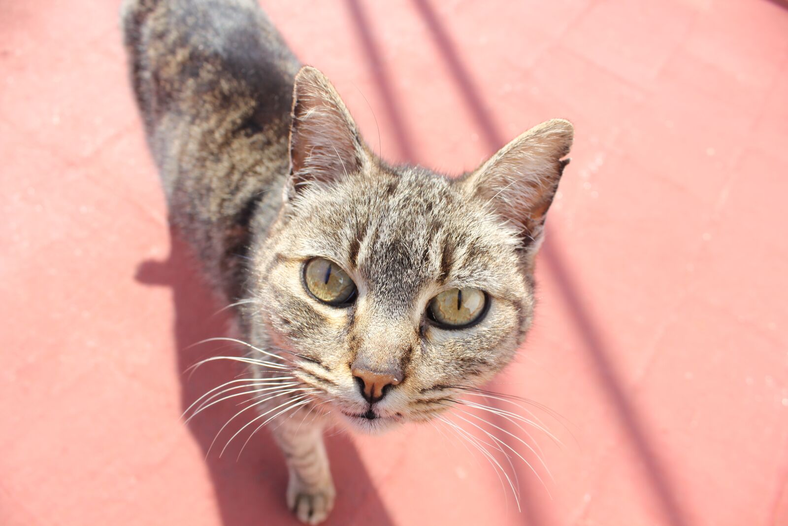 Canon EOS 550D (EOS Rebel T2i / EOS Kiss X4) sample photo. Cat, look, feline photography