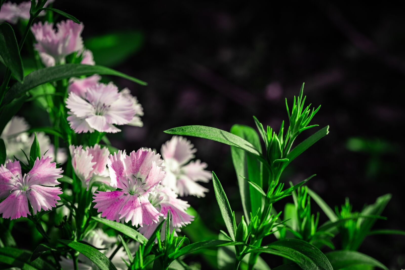 Sony a6600 sample photo. Flower, flowers, nature photography