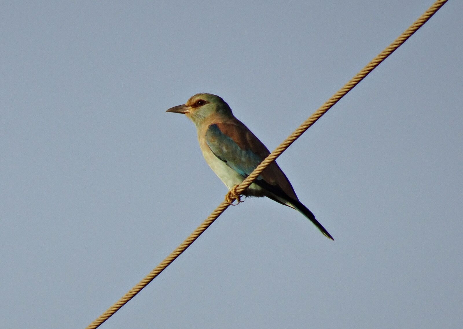Sony Cyber-shot DSC-HX90V sample photo. Roller, bird, european roller photography