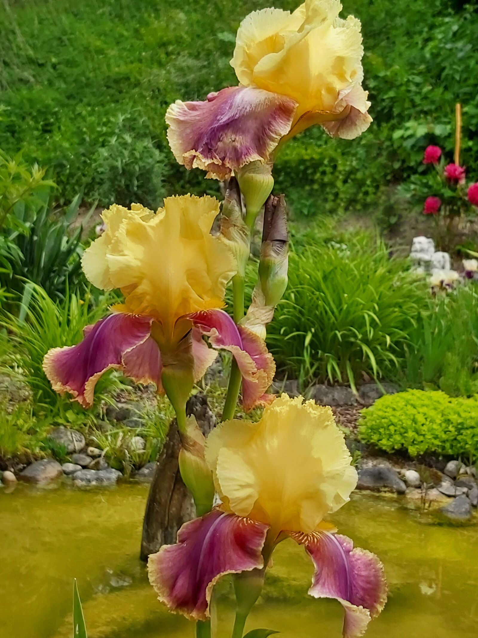 Samsung Galaxy A70 sample photo. Bearded iris, iris barbata photography