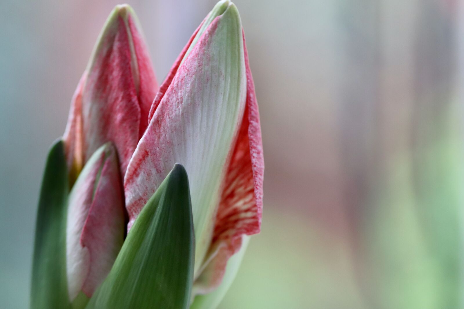 Canon EOS 800D (EOS Rebel T7i / EOS Kiss X9i) sample photo. Amaryllis, bud, blossom photography