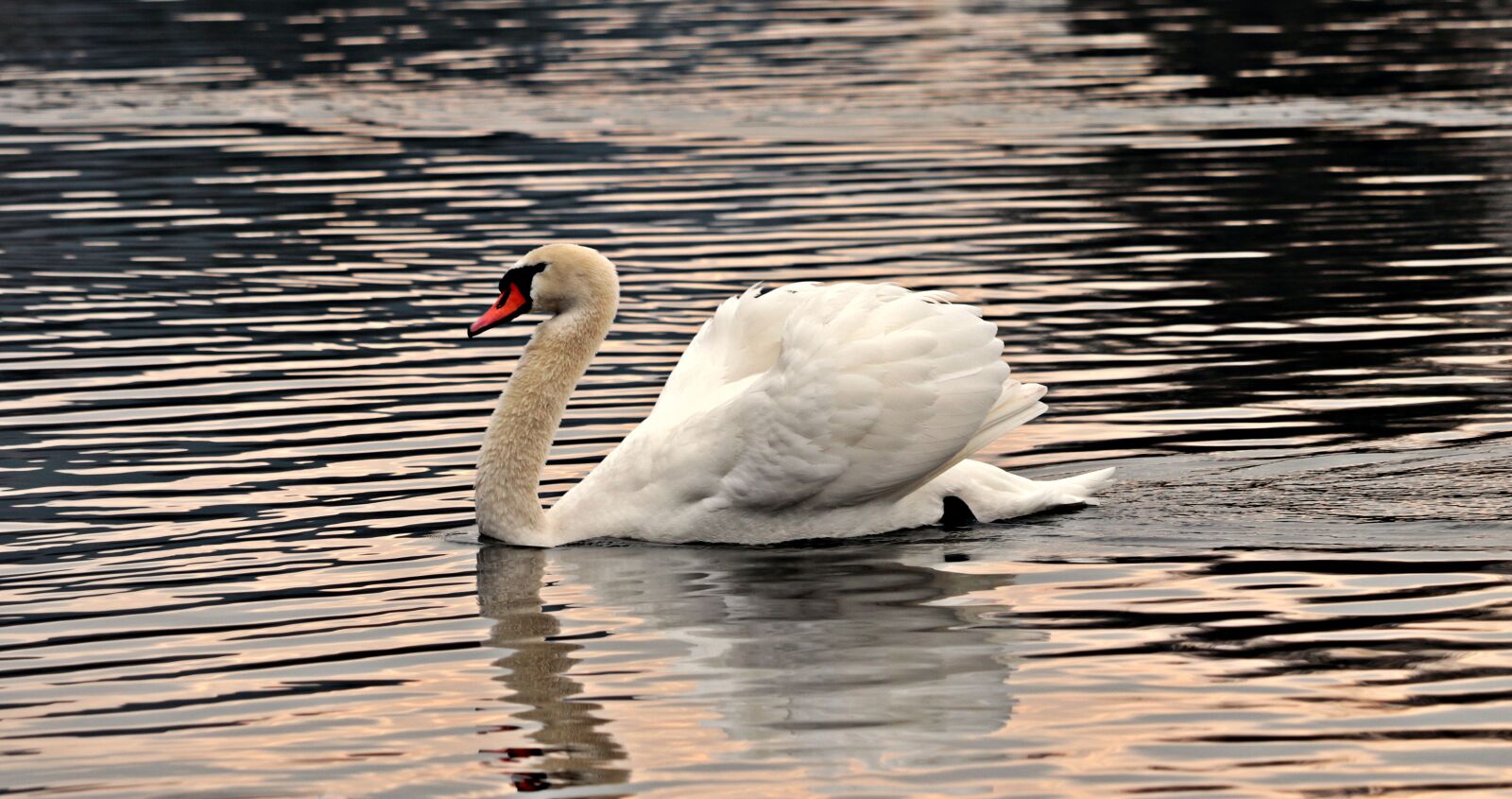 Canon EOS 80D sample photo. Swan, water, white photography