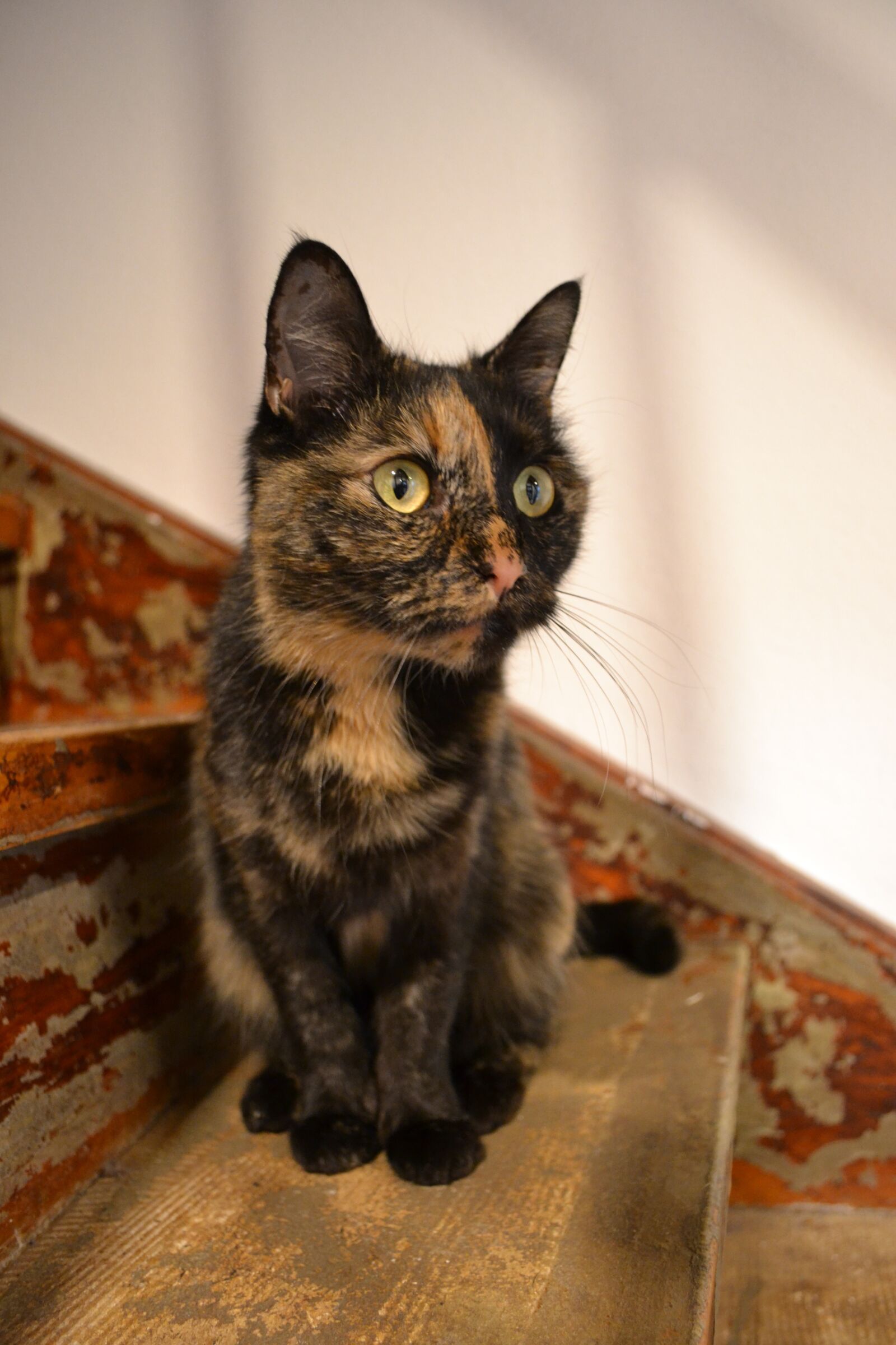 Nikon D3100 sample photo. Cat, tricolor, pet photography