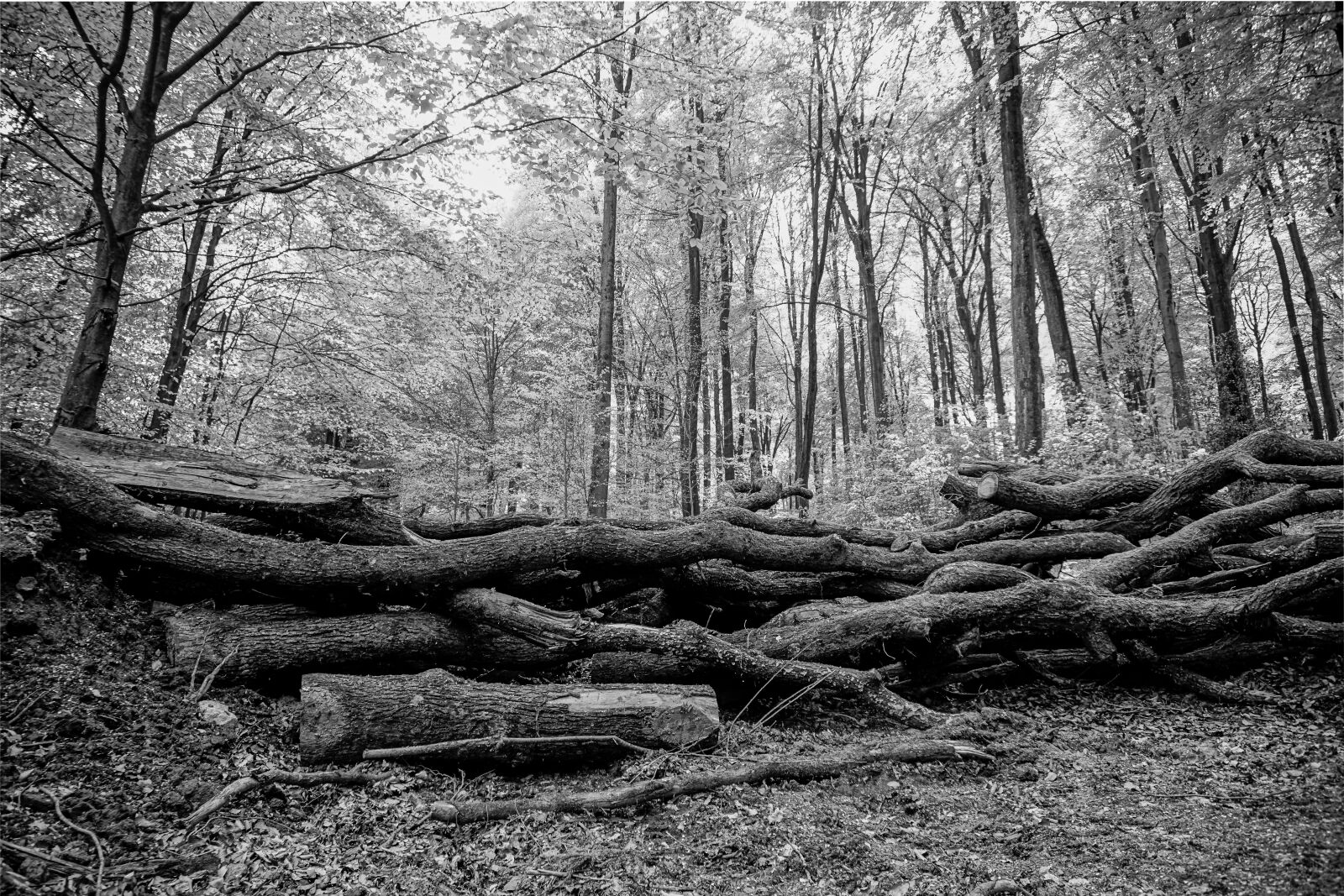 Sony a6000 sample photo. Black and white, forest photography