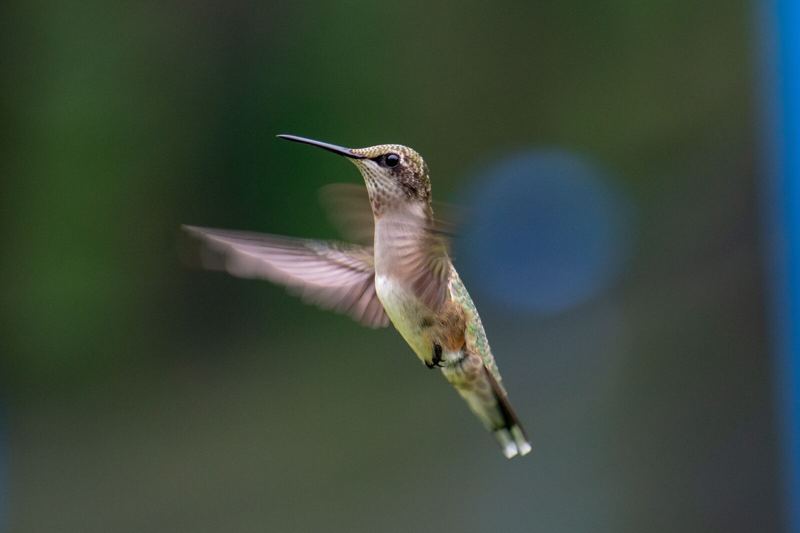 Nikon D3400 sample photo. Bird, nature, hummingbird photography