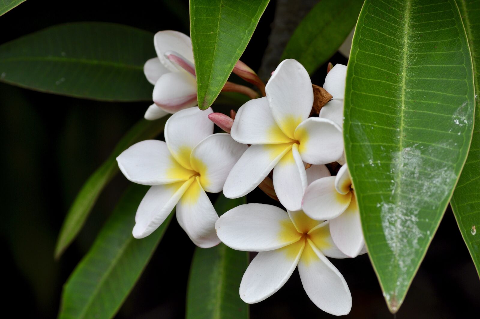 Nikon D5000 sample photo. Plumeria, white, flowers photography