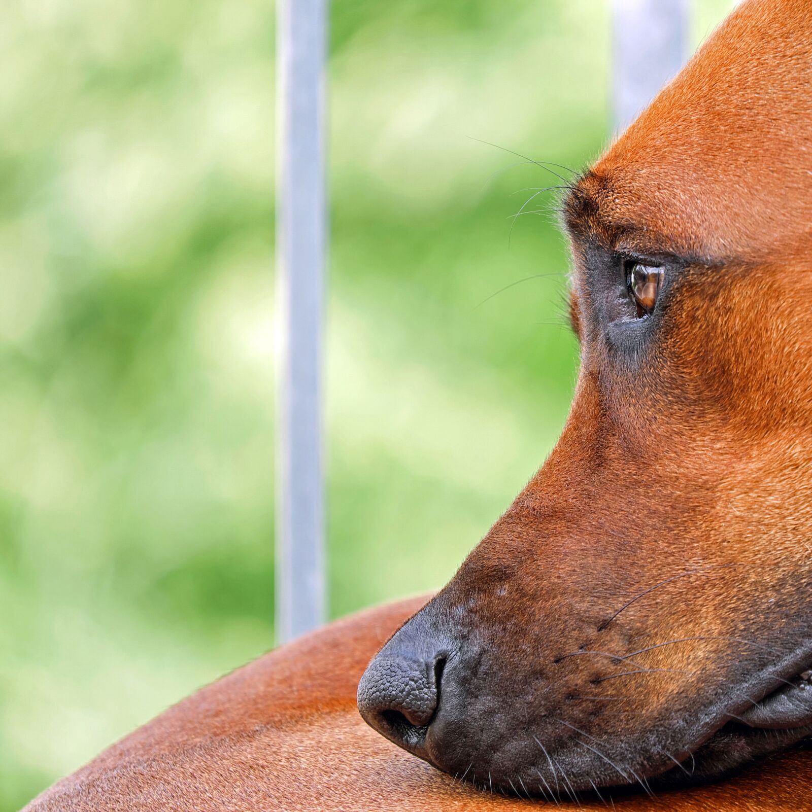 Fujifilm XF 55-200mm F3.5-4.8 R LM OIS sample photo. Dog, brown, face photography