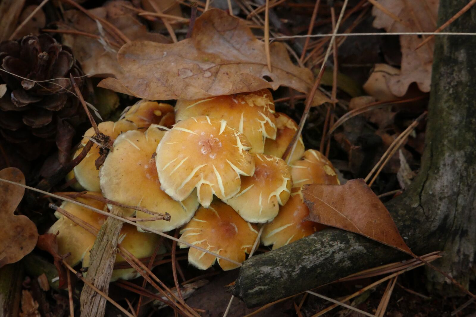 Panasonic Lumix DMC-FZ1000 sample photo. Mushroom, forest, autumn photography