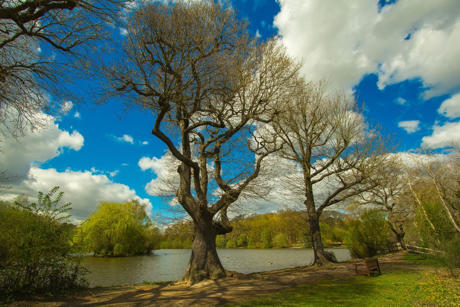 Canon EOS 60D sample photo. Trees, spring, lake photography