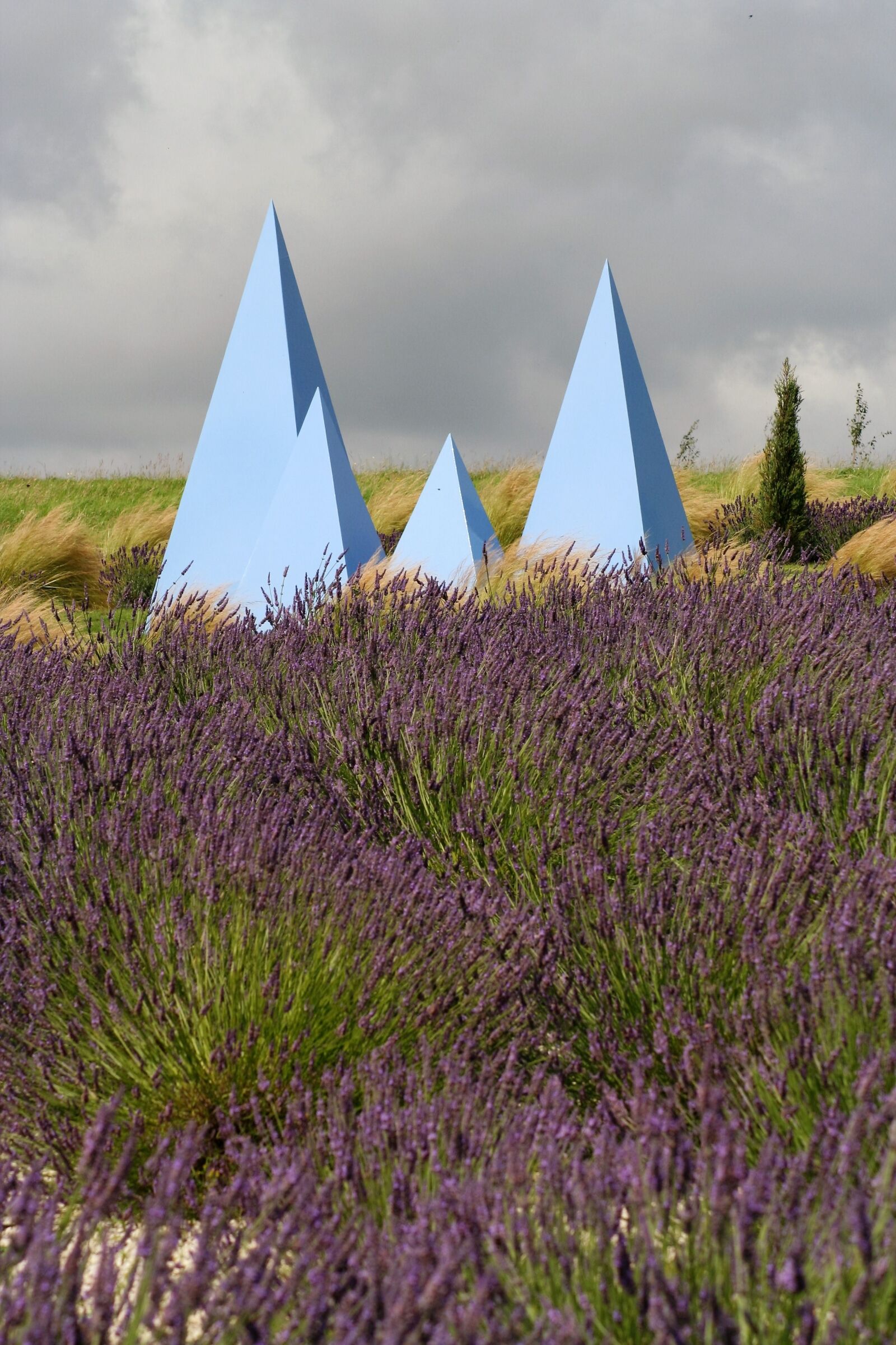 Canon EOS 350D (EOS Digital Rebel XT / EOS Kiss Digital N) sample photo. Lavender, york, field photography