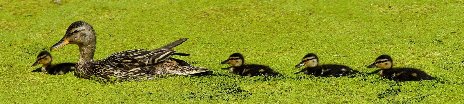 Sony Alpha DSLR-A900 sample photo. Duck, mama, chicks photography