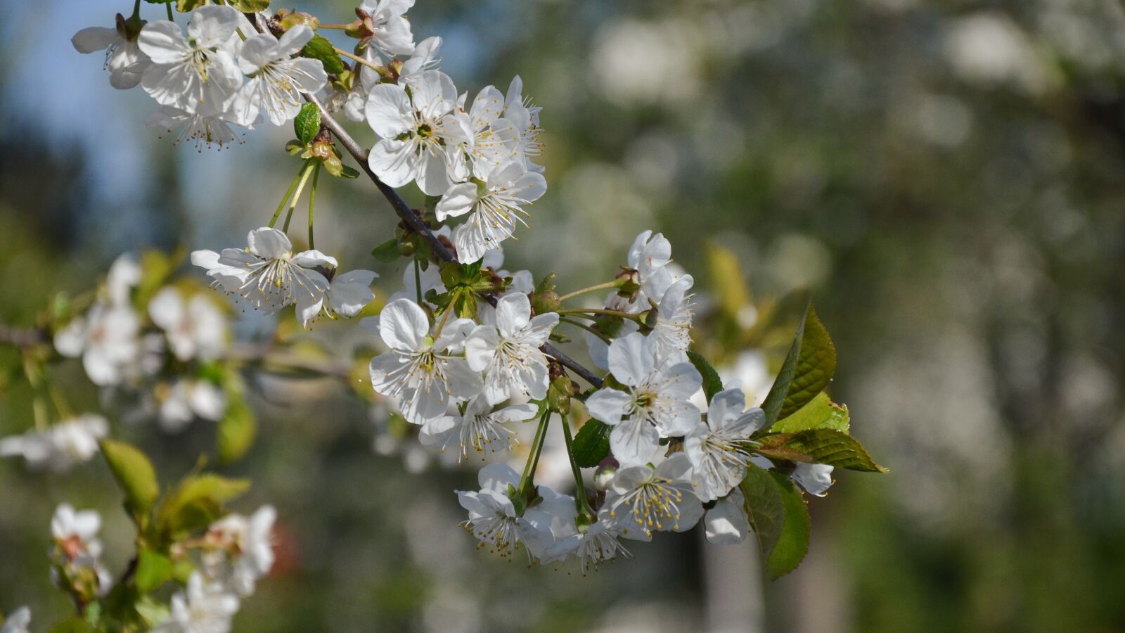 Nikon D5100 sample photo. Flower, white, petal photography