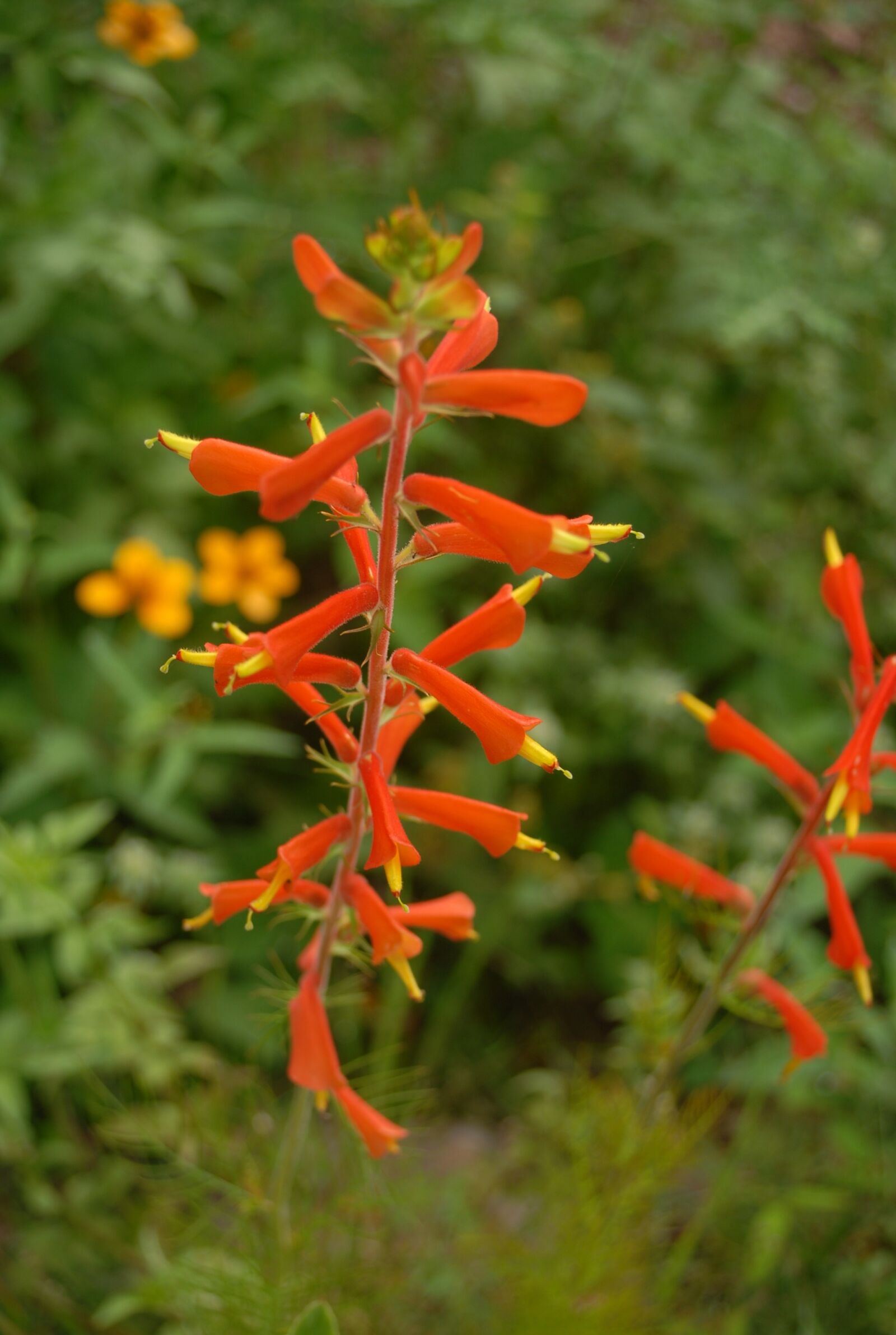 Nikon D200 sample photo. Flower, flora, nature photography
