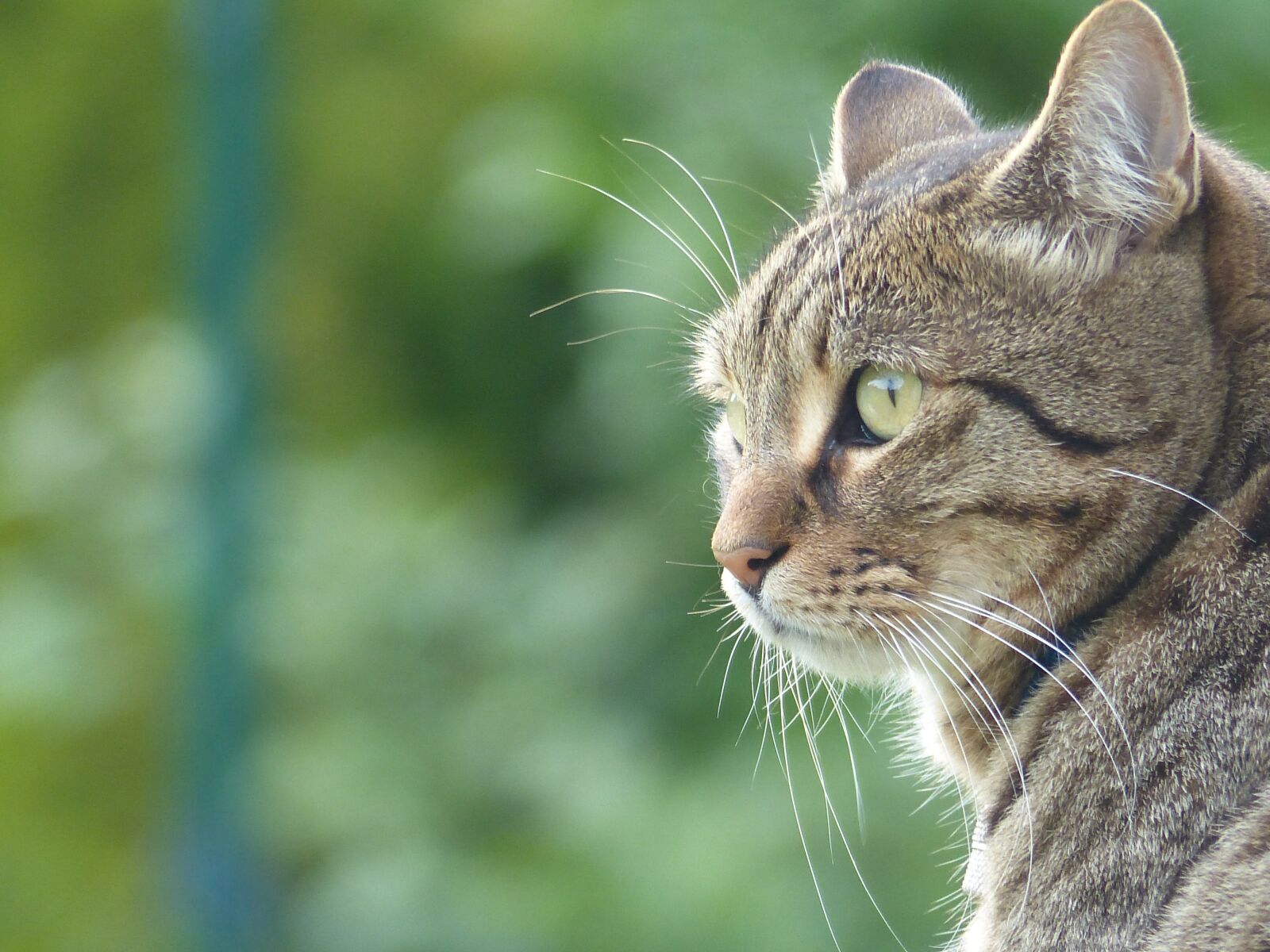 Panasonic Lumix DMC-FZ200 sample photo. Cat, animal, tiger cat photography