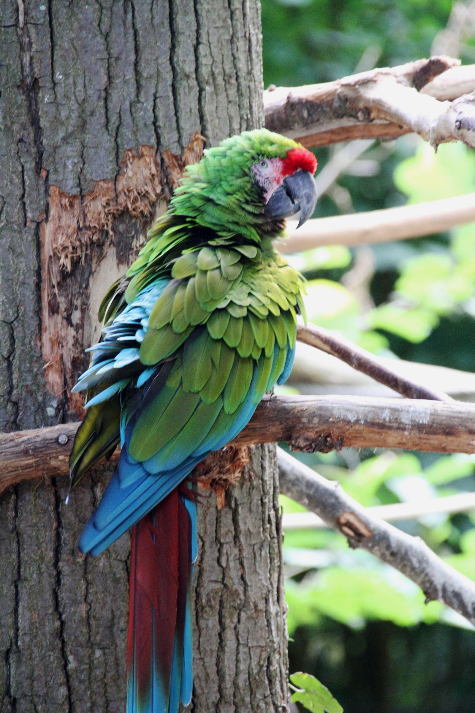 Canon EOS 7D sample photo. Bird, fauna, nature photography
