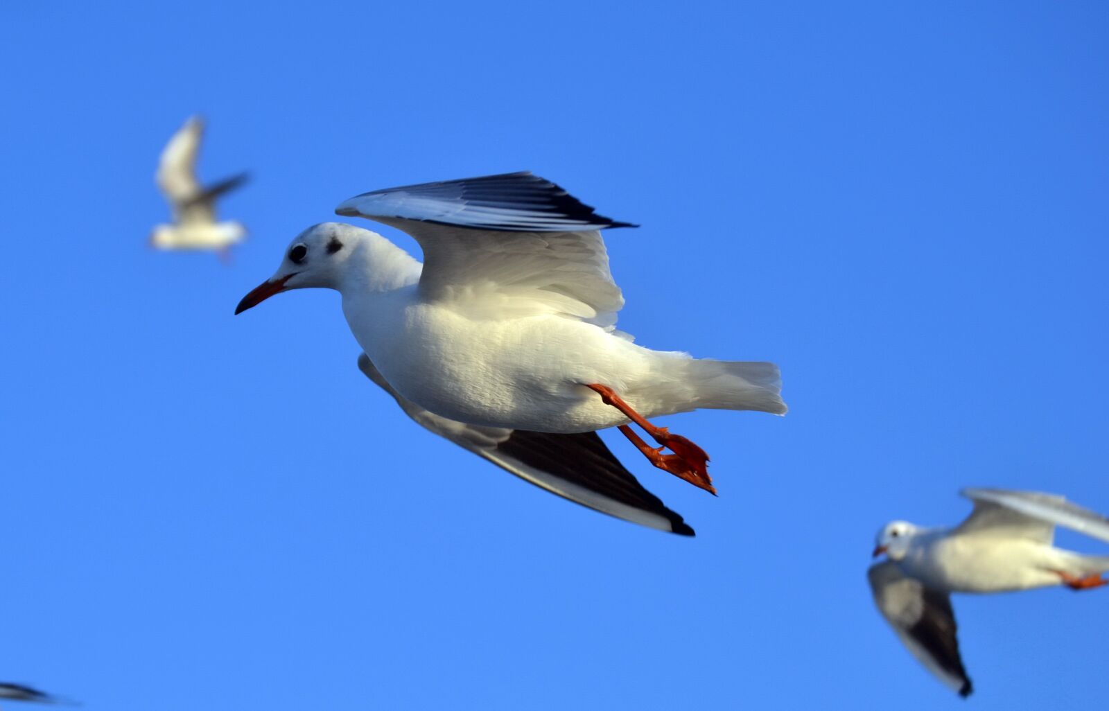 Nikon D3100 sample photo. Seagulls, birds, flight photography