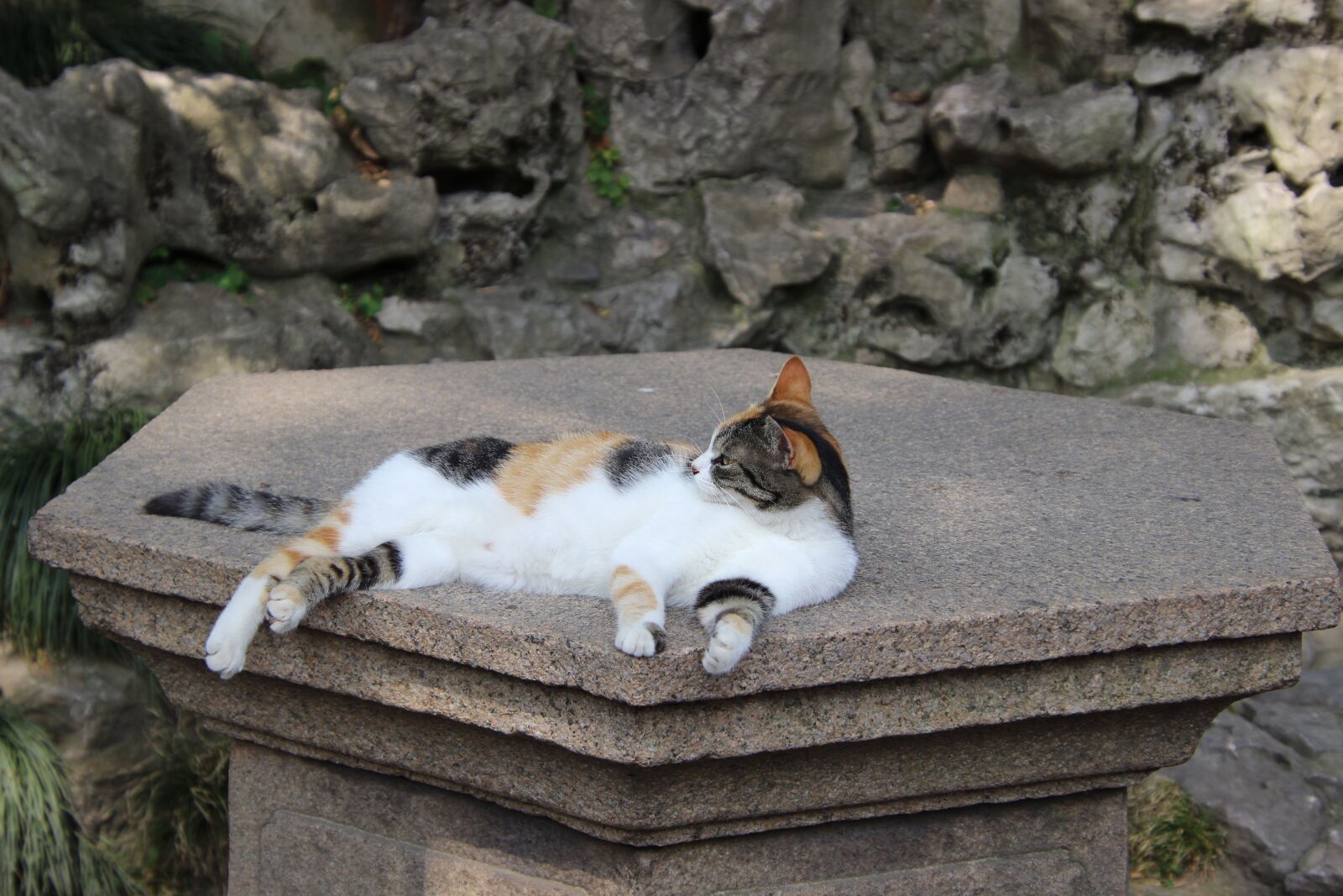Canon EOS 600D (Rebel EOS T3i / EOS Kiss X5) sample photo. Animal, cat, lying photography